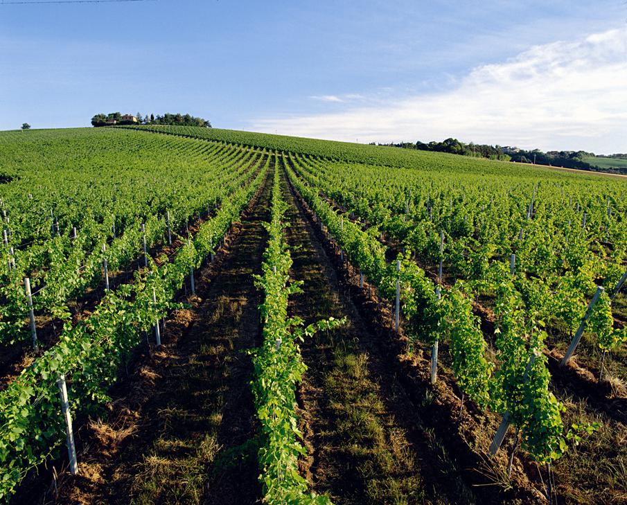 Sauvignon dell’ Emilia IGP 2025, Corte S. Maria