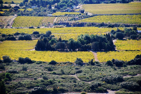 Cépage Muscat  Sec Terres Blanches 2019 - Wine at Home