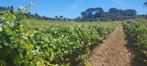 Encosta do Vale Galego Touriga National IG Tejo 2015