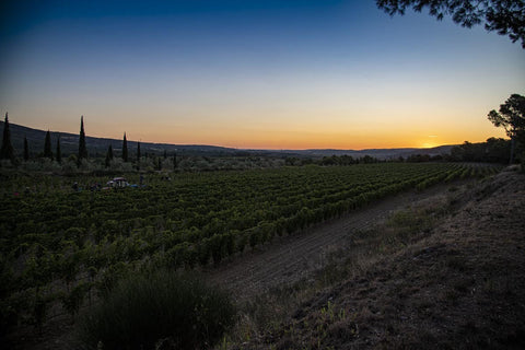 Bacchus Blanc VdF 2021, Domaine Auriol