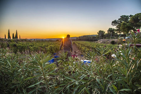 Bacchus Red VdF 2021, Domaine Auriol