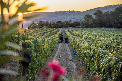 Bacchus Red VdF 2021, Domaine Auriol