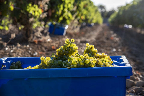 Bacchus Blanc VdF 2021, Domaine Auriol