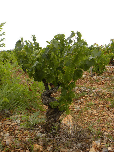 Muscat de Frontignan AOC, Chateau de Peyssonnie (Half bottle)