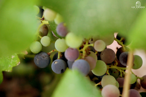 El Pinar de Villena Tinto, Bodega Las Virtudes