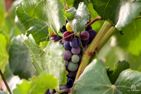 El Pinar de Villena Tinto, Bodega Las Virtudes