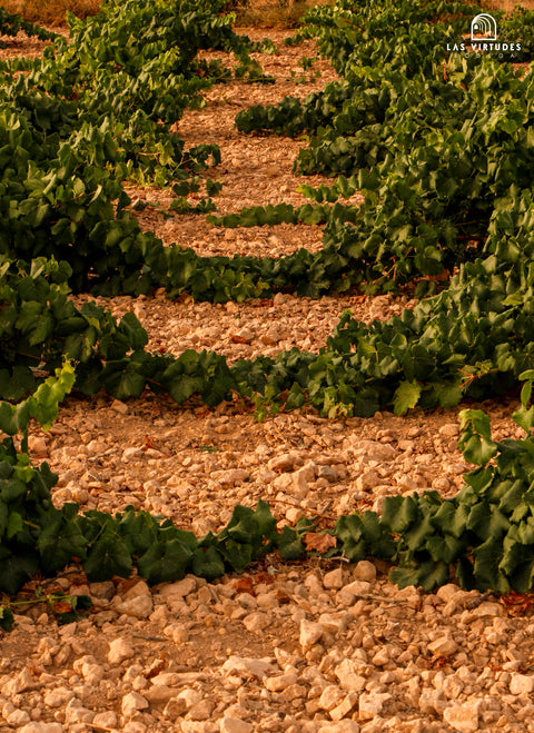 El Pinar de Villena Tinto, Bodega Las Virtudes