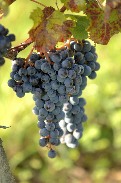 Castillon Côtes de Bordeaux Merlot grapes - Wine at Home