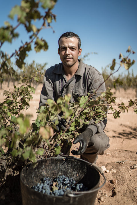 El Pinar de Villena Tinto, Bodega Las Virtudes