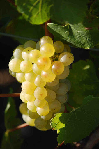 Chardonnay grapes at Champagne Francoise Monay