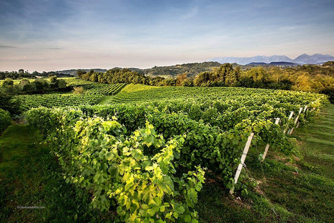 Beautiful Italian vineyards where the Bianco Spumante prosecco grapes are grown for Wine at Home.