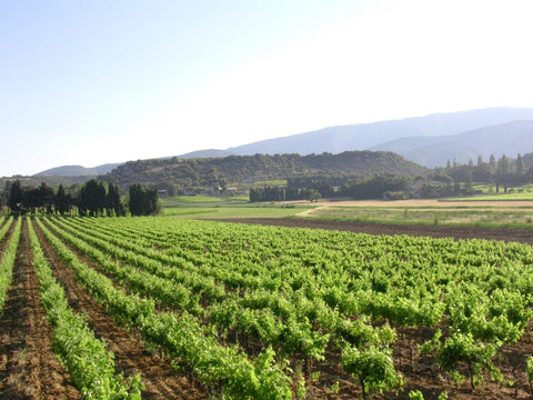 Cotes du Rhone Blanc AOC 2019, Domaine Gigondan - Wine at Home