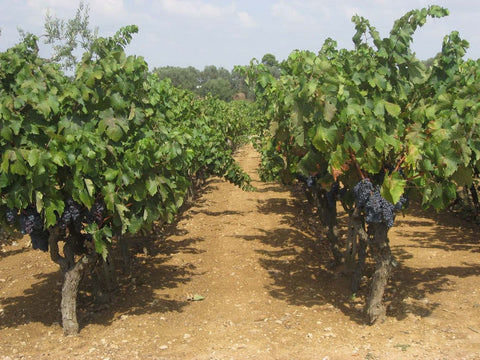 Gratia Plena Puglia Bianco IGT 2021, Cantine Ionis