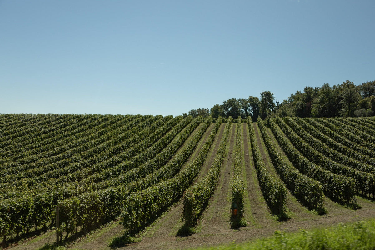 Extra dry (Prosecco grape) DOC Spumante Bianco Villa Doral - Wine at Home