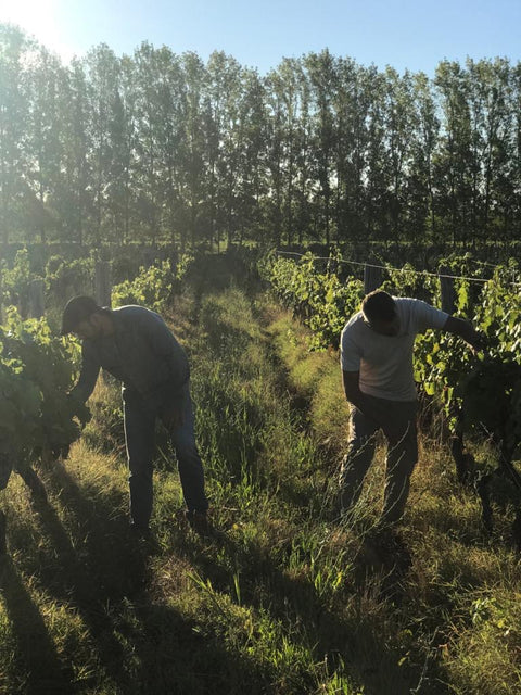 Torrontes 2021 Fabre Montmayou