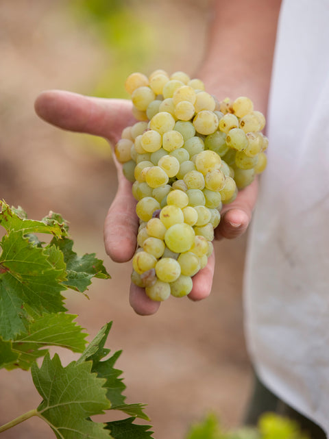 Muscat de Frontignan AOC, Chateau de Peyssonnie (Half bottle)